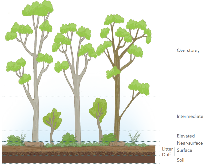 Illustration of the vertical fuel layers that can define a forest fuel complex.